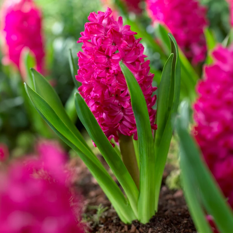 6 Jacinthes Jan Bos rouge