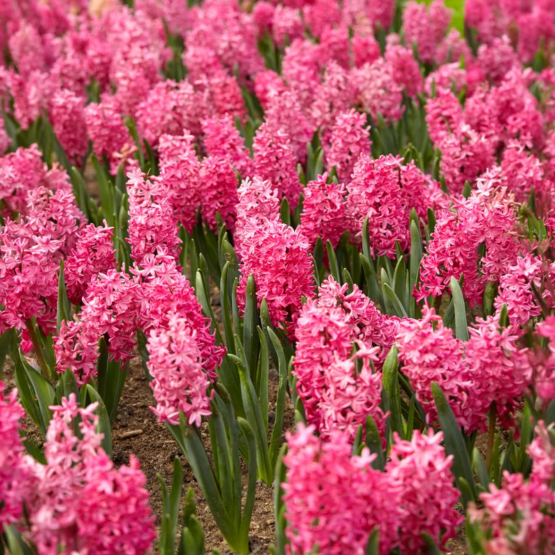 6 Jacinthes Jan Bos rouge