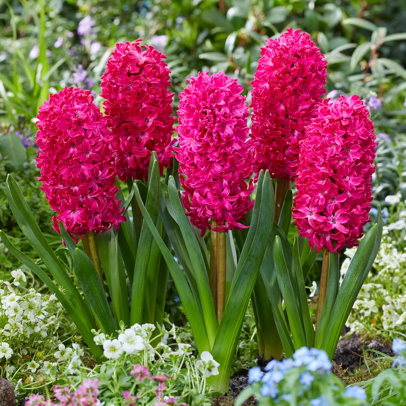 6 Jacinthes Jan Bos rouge