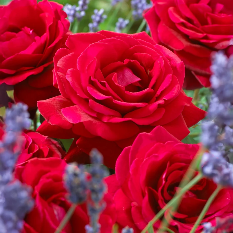 Rosier buisson La Magie du parfum - Duftzauber 84