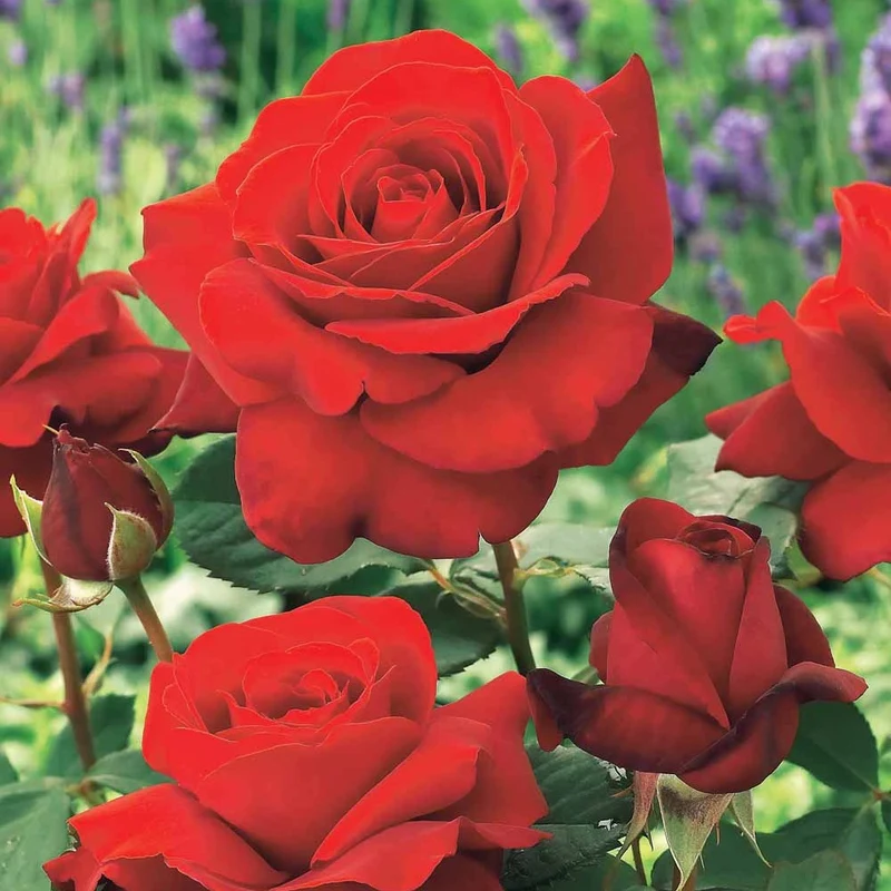 Rosier buisson La Magie du parfum - Duftzauber 84
