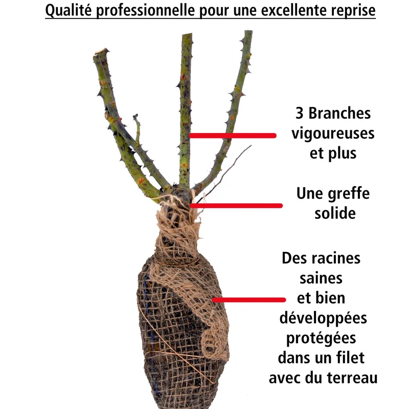 Rosier buisson La Magie du parfum - Duftzauber 84