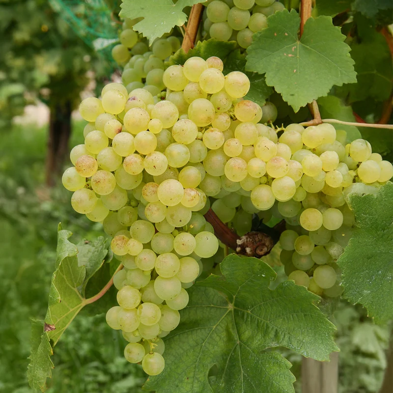 Vigne Chasselas de Fontainebleau
