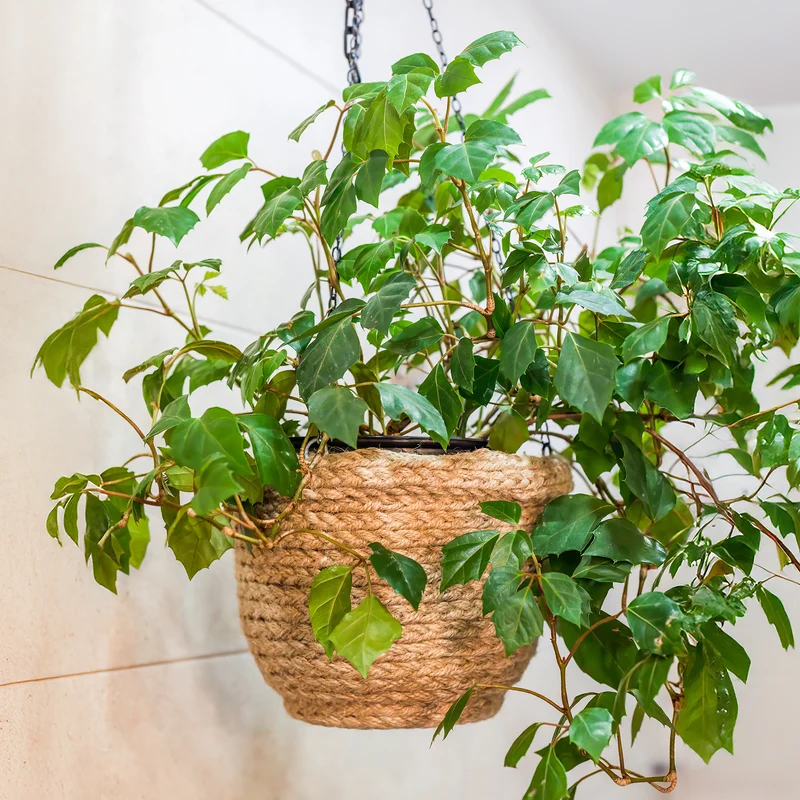 Cissus Ellen Danica