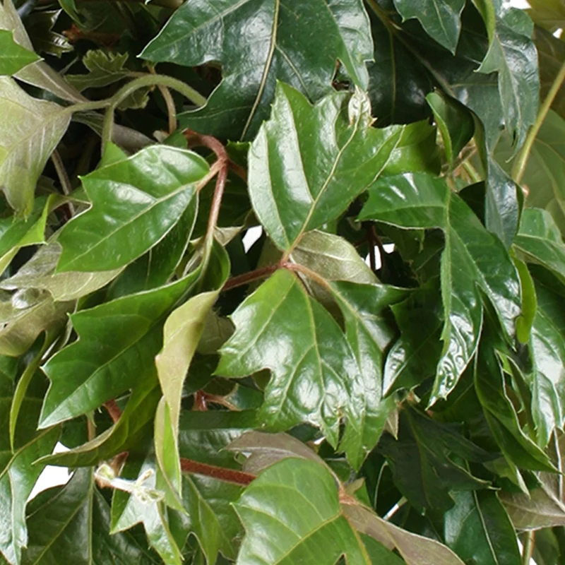 Cissus Ellen Danica