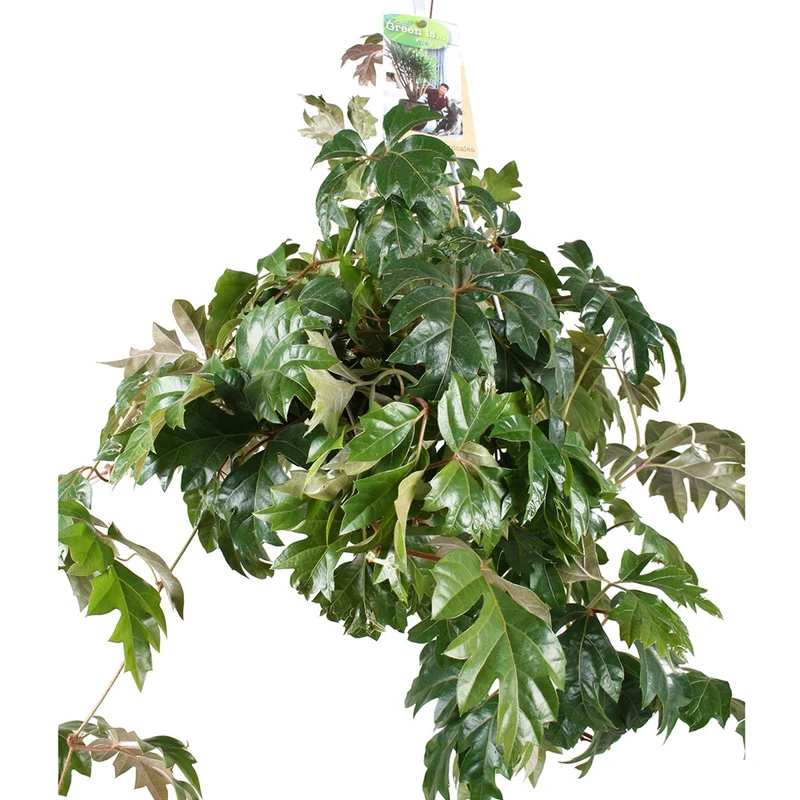 Cissus Ellen Danica