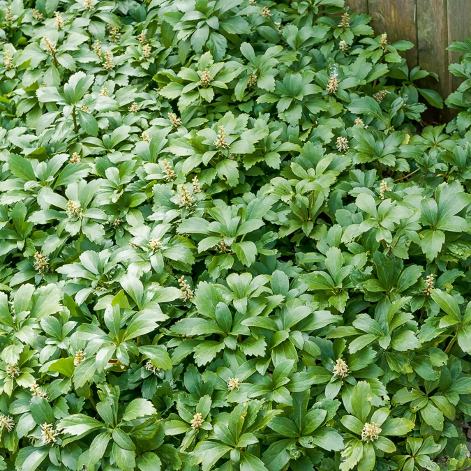 Pachysandre Green Carpet