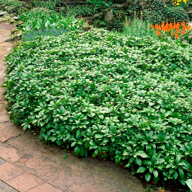 Pachysandre Green Carpet