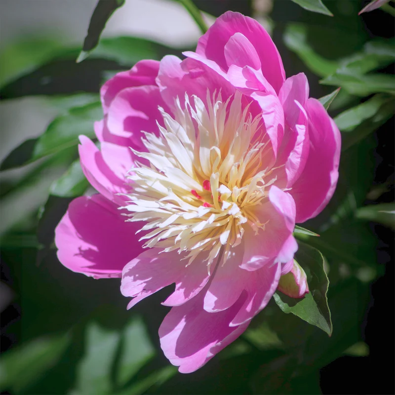 Pivoine Fantastique