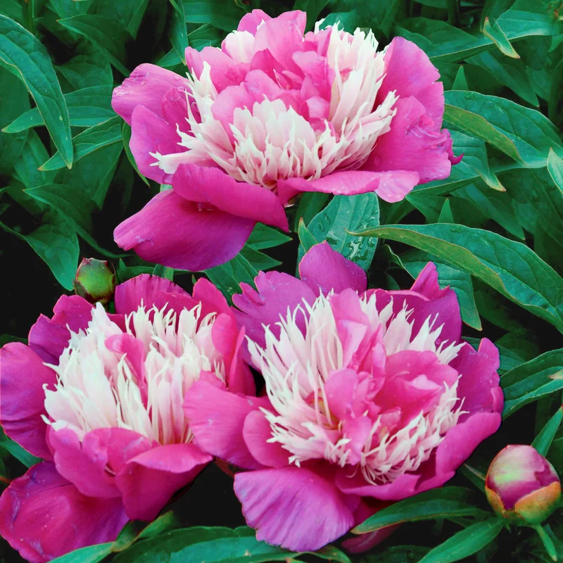 Pivoine Fantastique