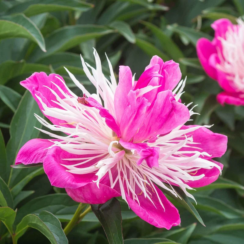 Pivoine Fantastique