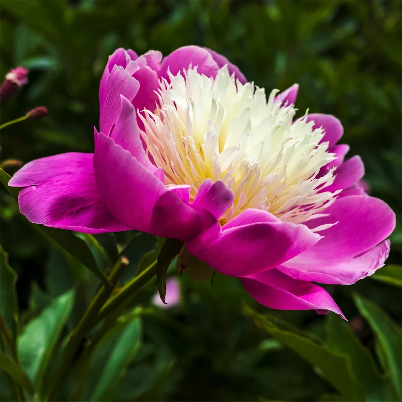 Pivoine Fantastique