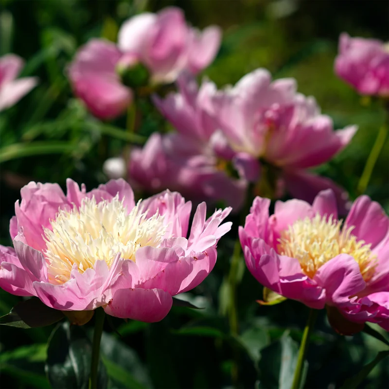 Pivoine Fantastique