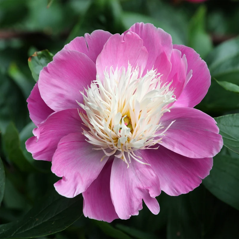 Pivoine Fantastique