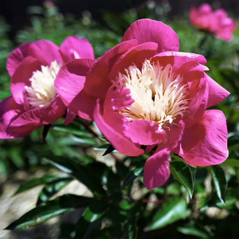 Pivoine Fantastique