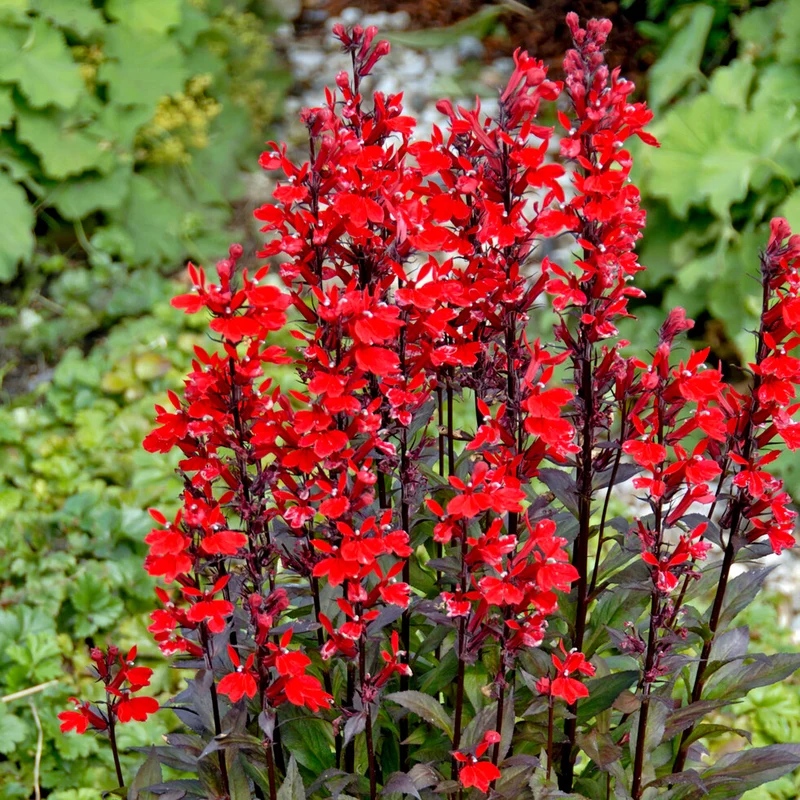 Lobelia écarlate Queen Victoria