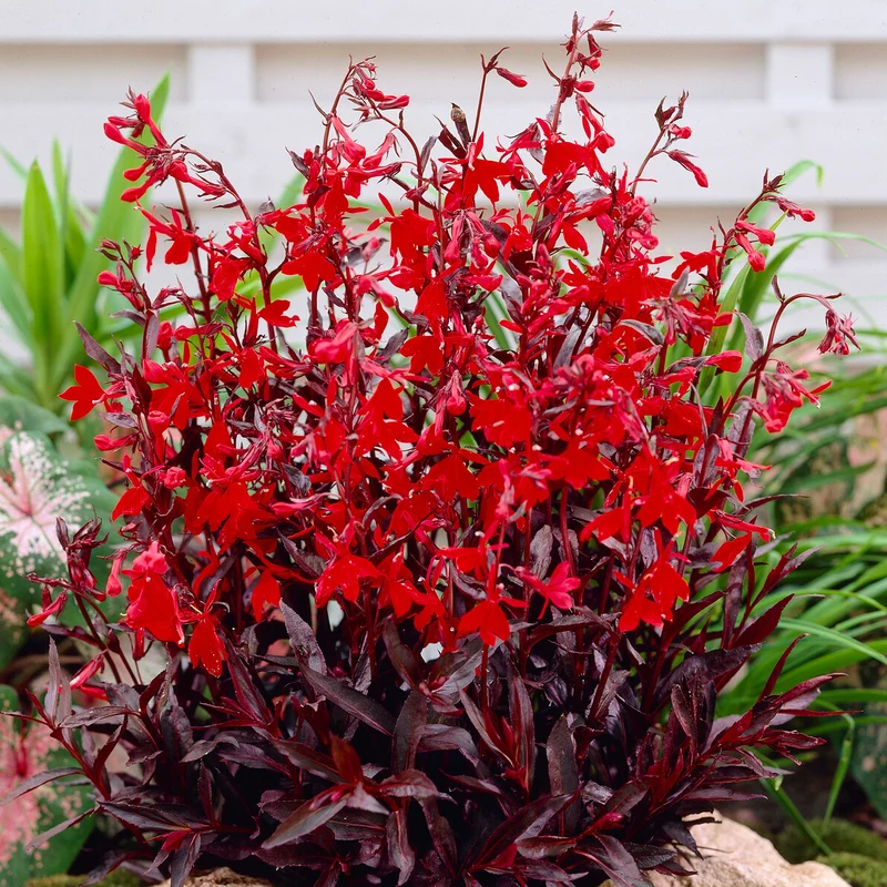 Lobelia écarlate Queen Victoria