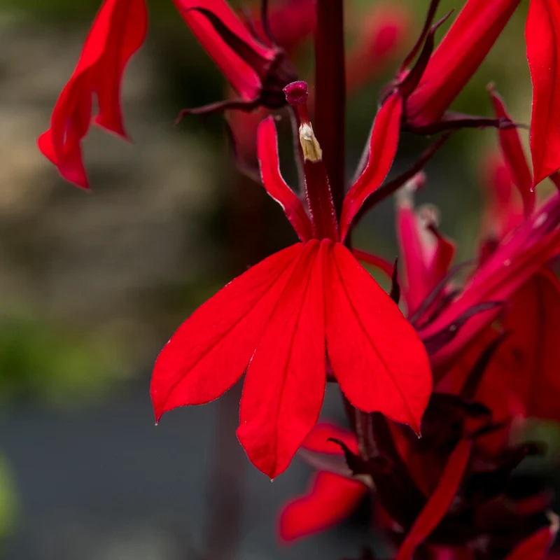 Lobelia écarlate Queen Victoria