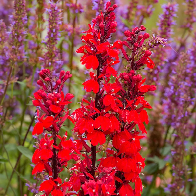 Lobelia écarlate Queen Victoria