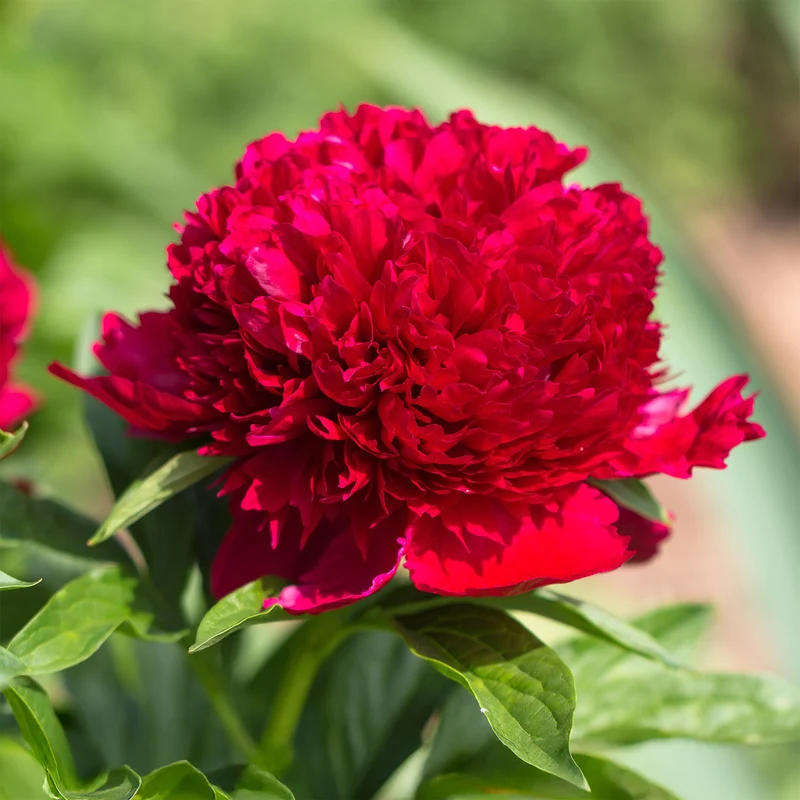 Pivoine Red Charm