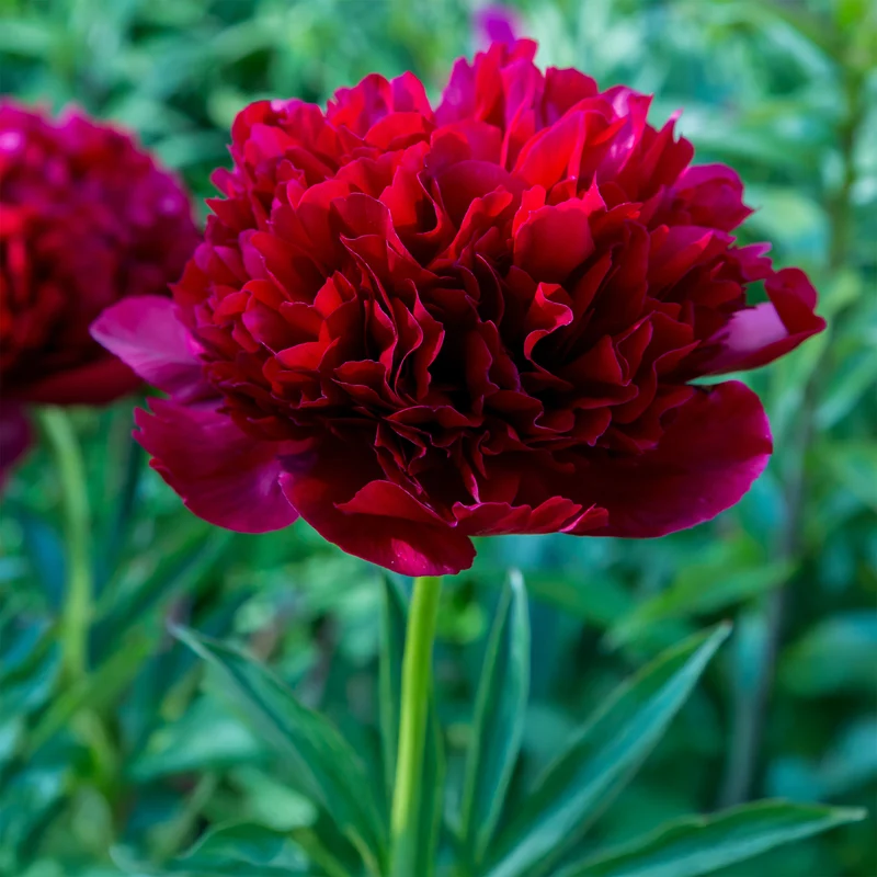 Pivoine Red Charm