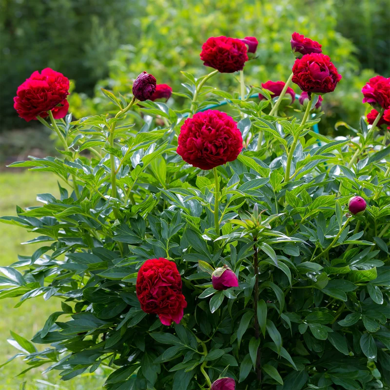 Pivoine Red Charm