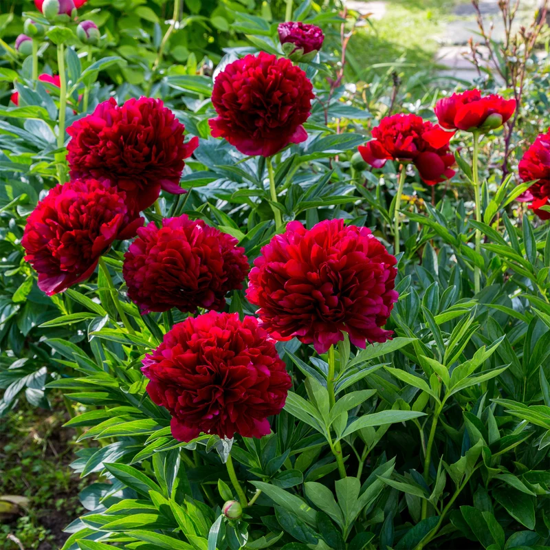 Pivoine Red Charm