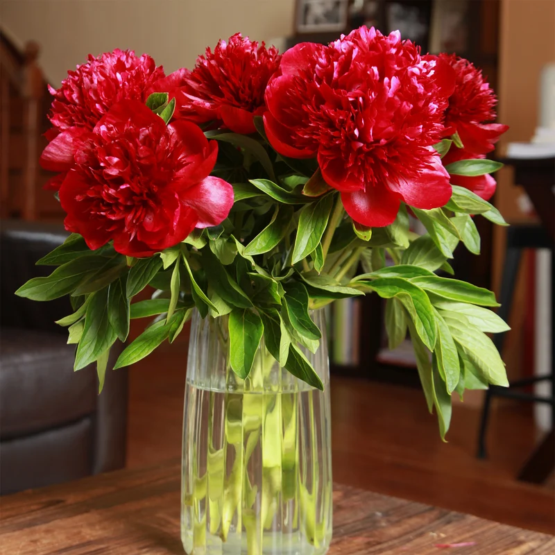 Pivoine Red Charm