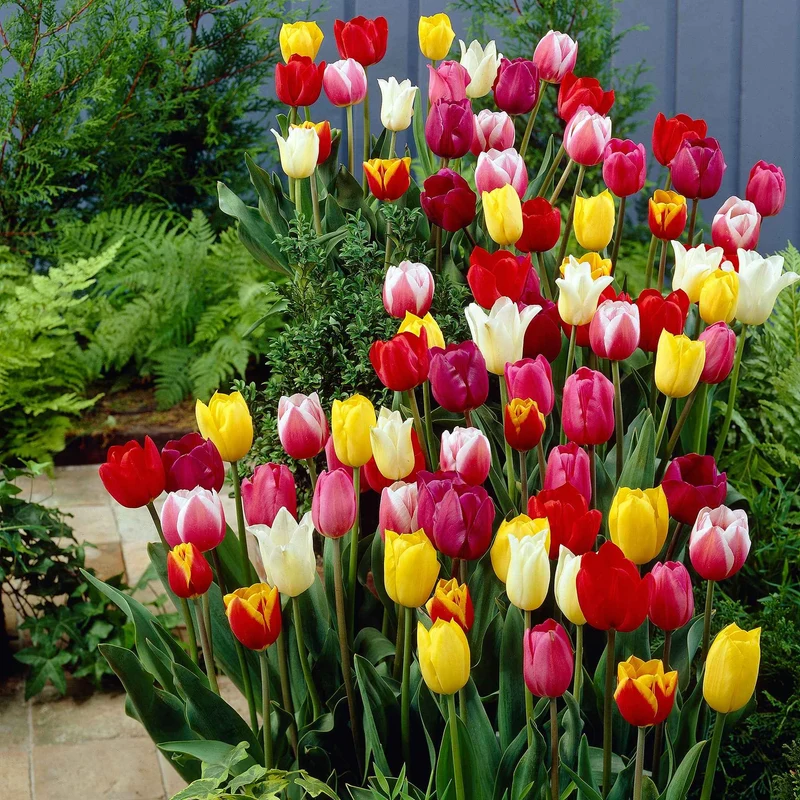 30 Tulipes 60 days of Tulips en mélange