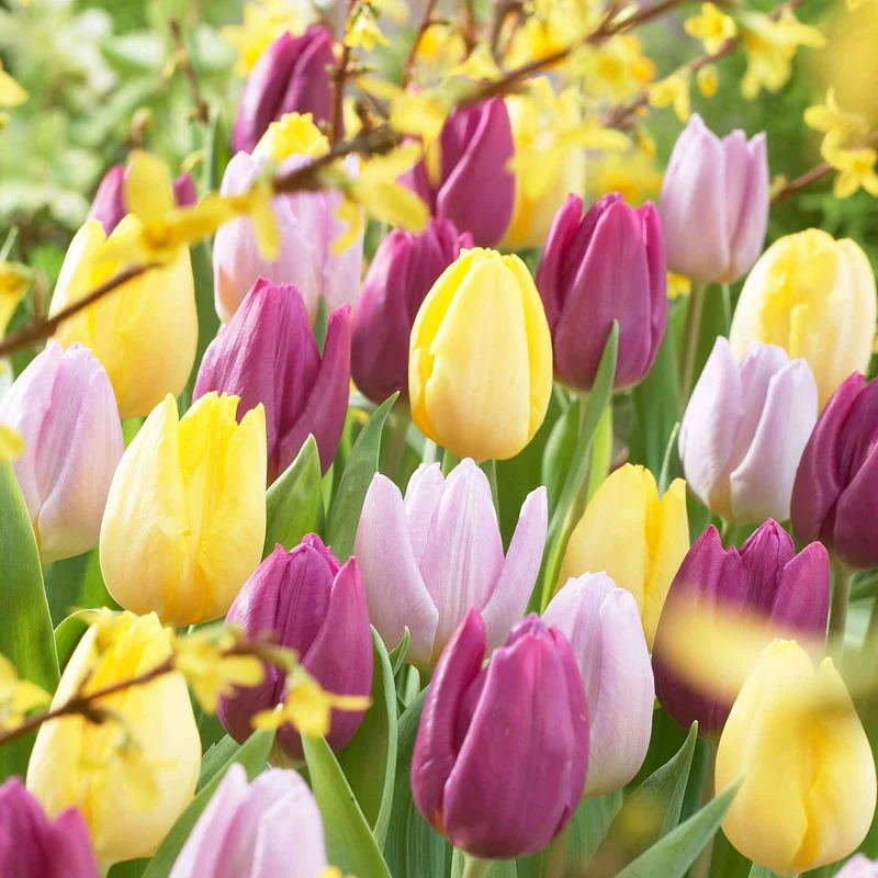 30 Tulipes 60 days of Tulips en mélange