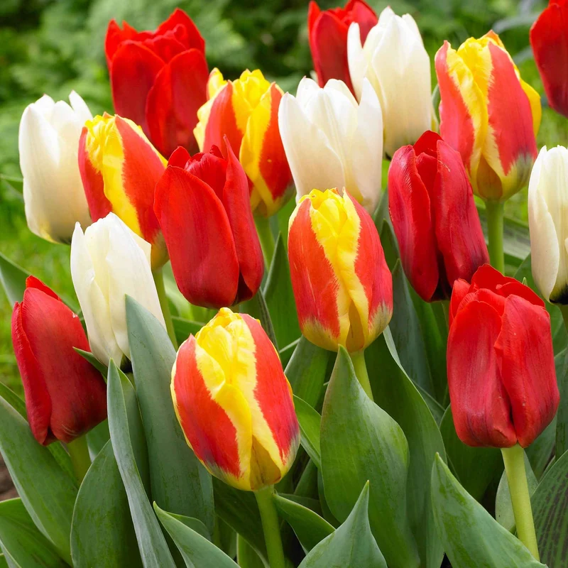30 Tulipes 60 days of Tulips en mélange