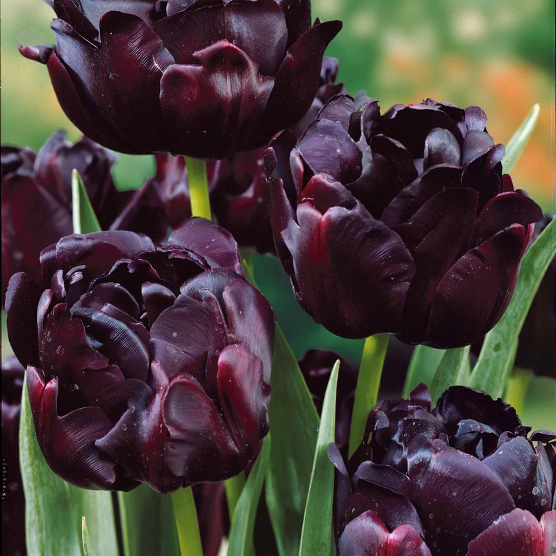 10 Tulipes à fleurs de pivoine Black Hero