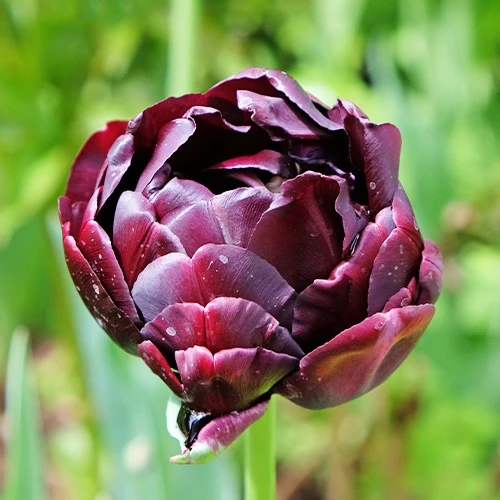 10 Tulipes à fleurs de pivoine Black Hero