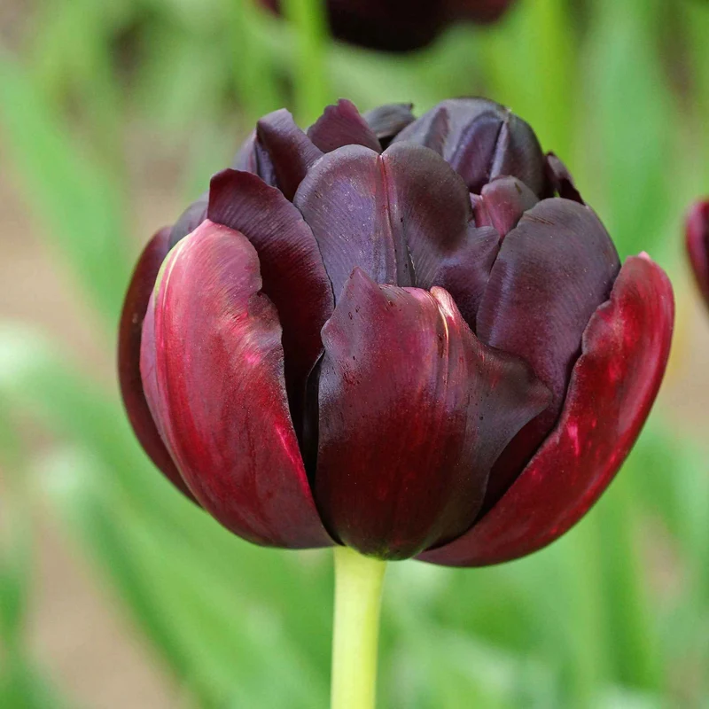 10 Tulipes à fleurs de pivoine Black Hero