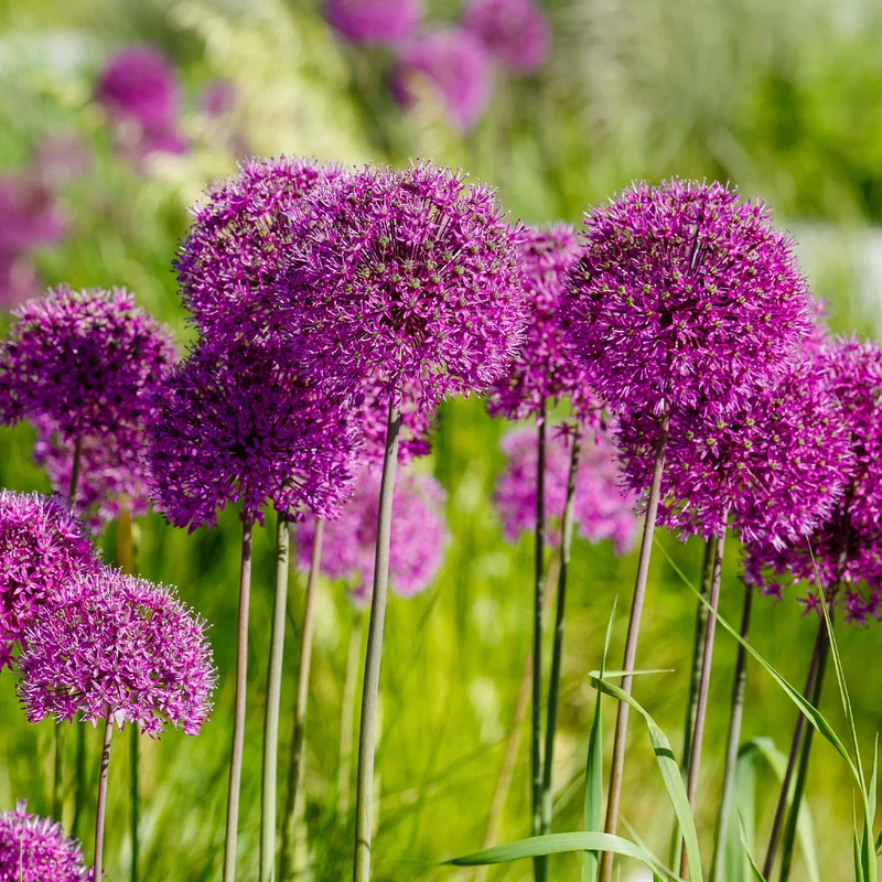 10 Alliums Purple sensation