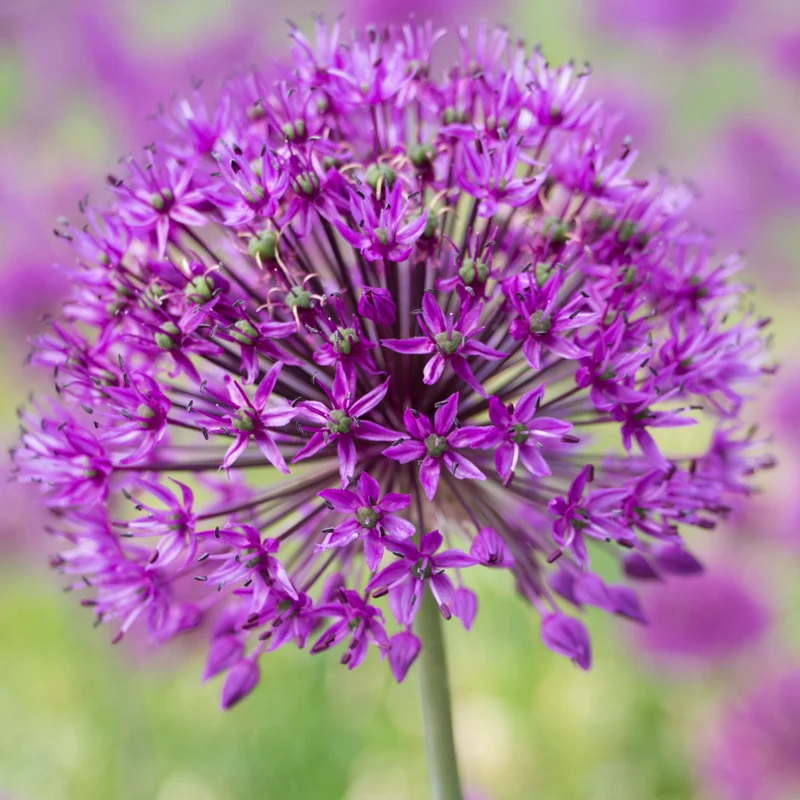 10 Alliums Purple sensation