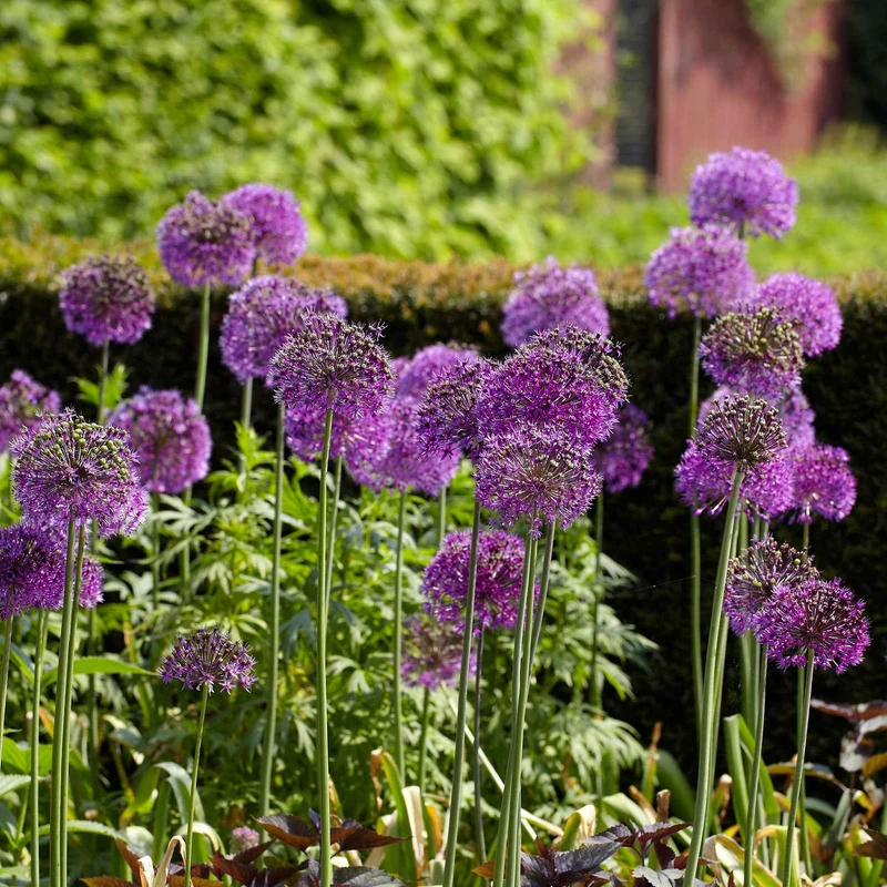 10 Alliums Purple sensation