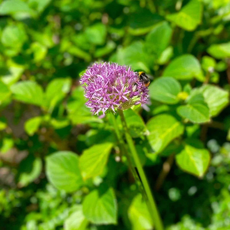 10 Alliums Purple sensation