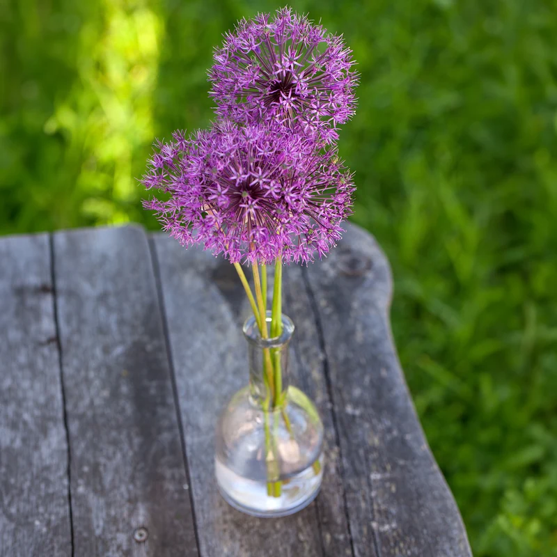 10 Alliums Purple sensation