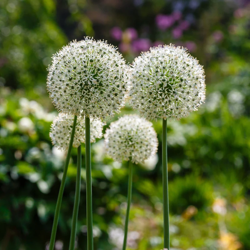 2 Alliums Mount Everest