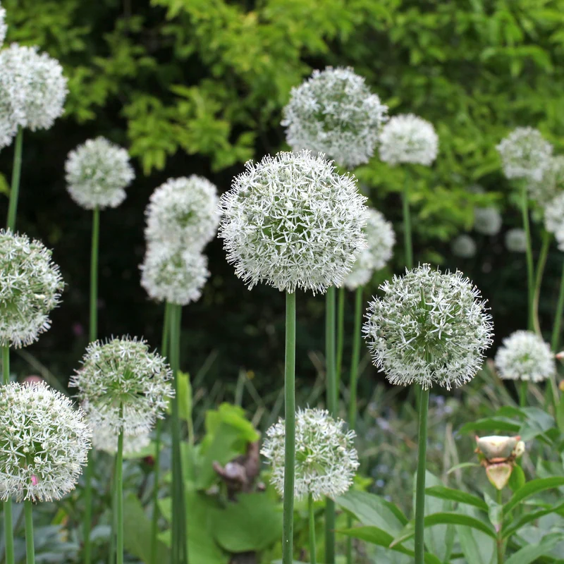 2 Alliums Mount Everest