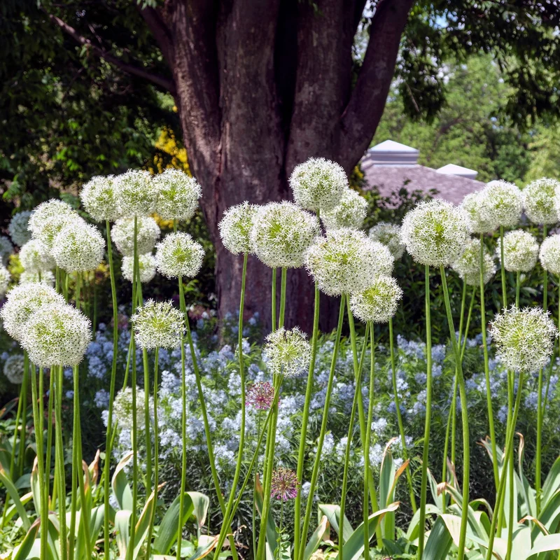 2 Alliums Mount Everest