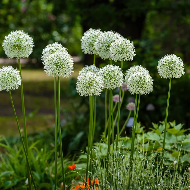 2 Alliums Mount Everest