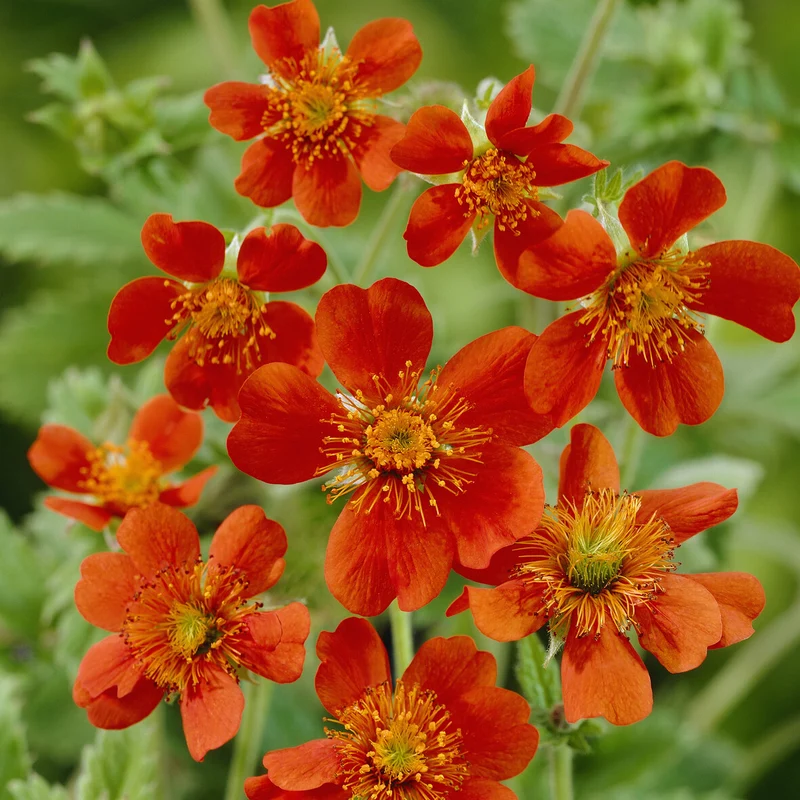 Benoîte orange Borisii