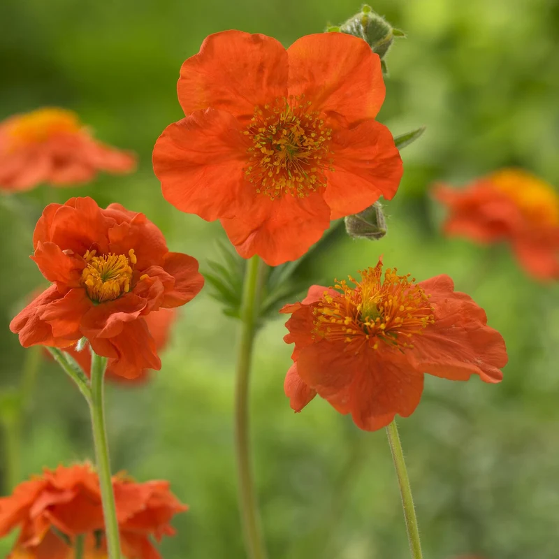 Benoîte orange Borisii