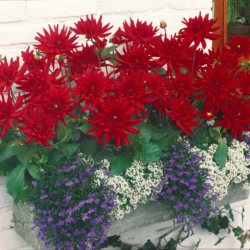 3 Dahlias cactus nain Red Pigmy