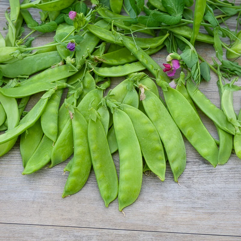 Pois à rames mangetout Corne de Bélier