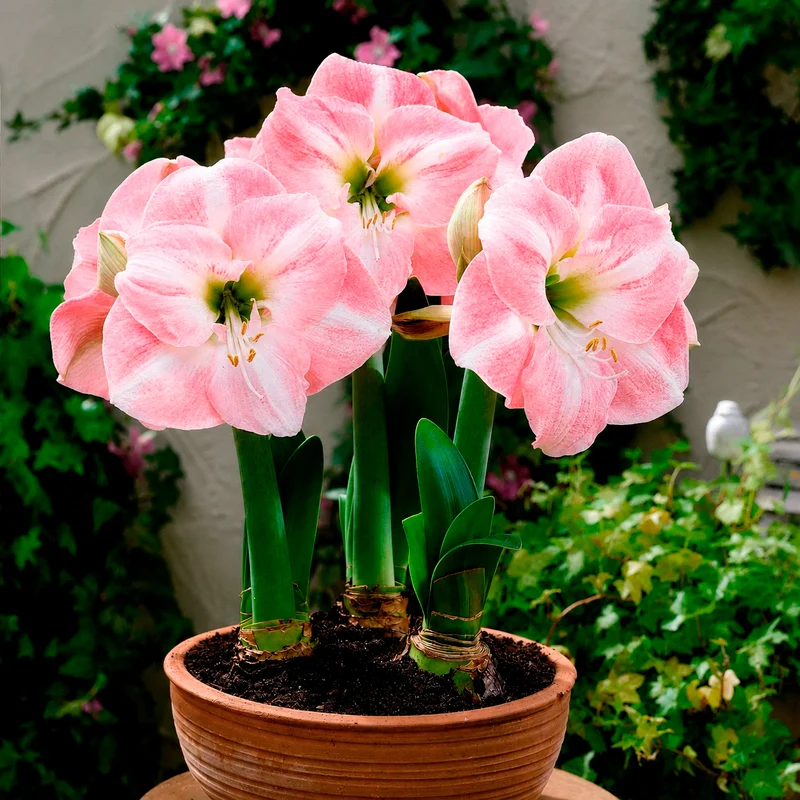 Amaryllis naine Angélique