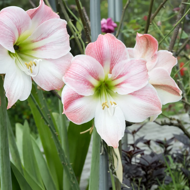 Amaryllis naine Angélique