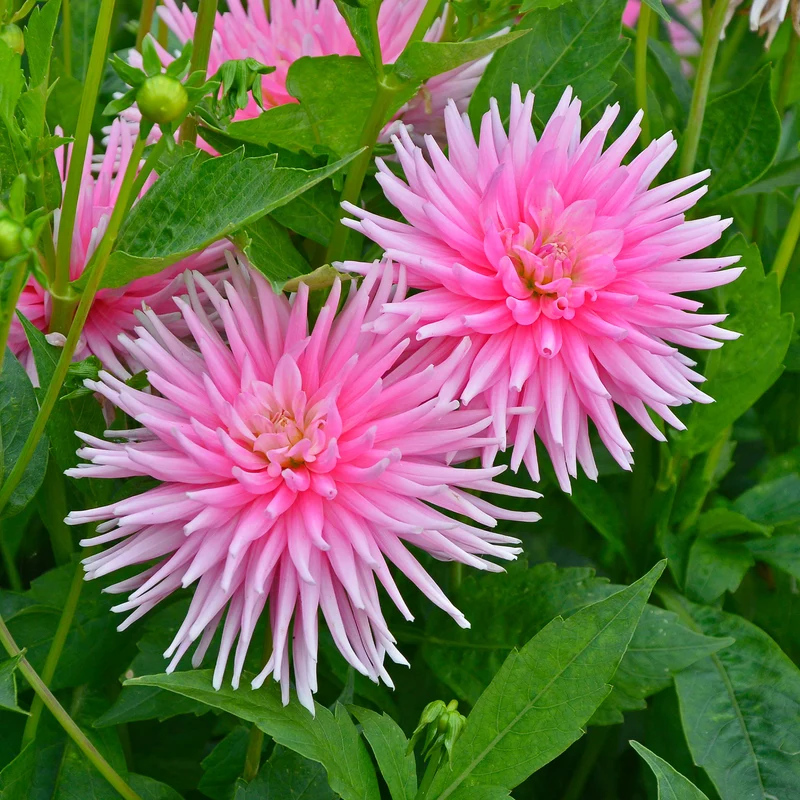 3 Dahlias cactus nain Park Princess